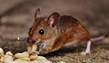 24 Hour & Emergency Exterminators in Marshall, VA